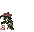 aline.gif